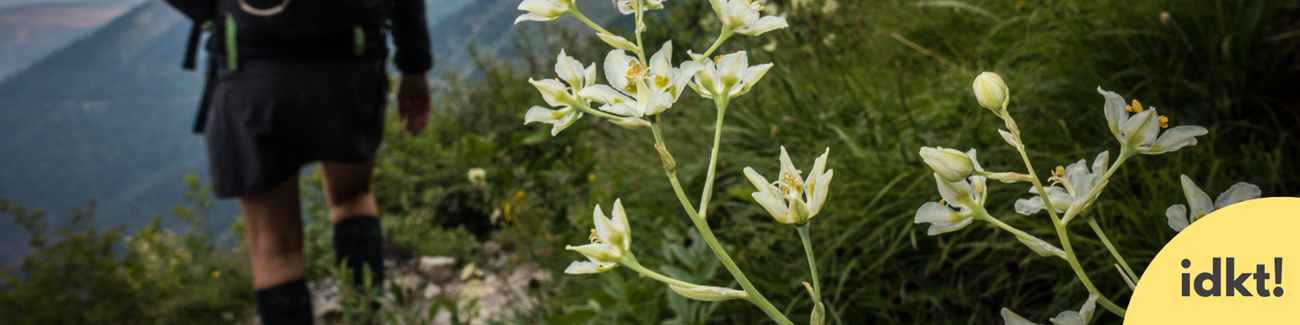 Leave No Trace a close up of a white flower as a hiker passes it on a trail