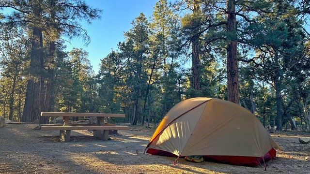 surrounded by tall pine trees, a yellow tent is pitched next to a picnic table in a campsite.
